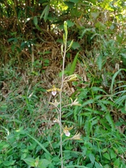 Eulophia graminea