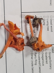 Cantharellus corallinus