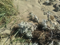 Artemisia stelleriana