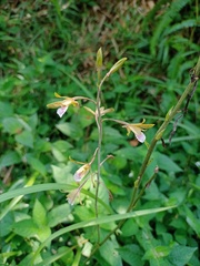 Eulophia graminea
