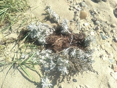Artemisia stelleriana