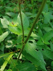 Eulophia graminea