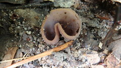 Paragalactinia