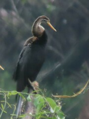 Anhinga melanogaster