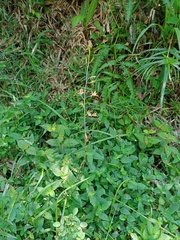 Eulophia graminea