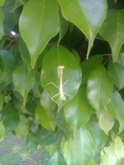 Parastagmatoptera unipunctata