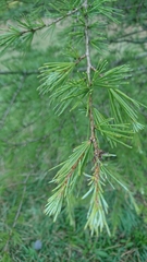 Cedrus deodara