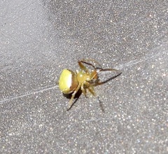 Araneus viridiventris