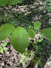 Hormaphis hamamelidis
