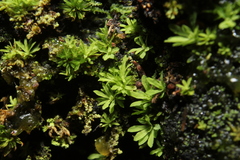 Calymperastrum latifolium