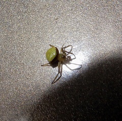 Araneus viridiventris