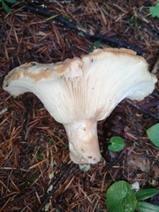 Lactarius scrobiculatus