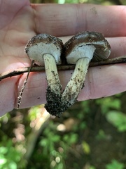 Cyclocybe erebia
