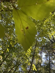 Hormaphis hamamelidis