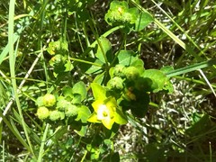Helioscopia