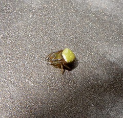 Araneus viridiventris