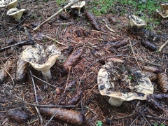 Lactarius scrobiculatus