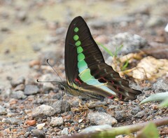 Graphium teredon
