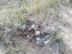 Artemisia stelleriana