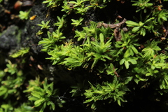 Calymperastrum latifolium