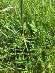 Cirsium rivulare