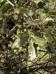 Quercus faginea