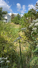 Eupatorium altissimum