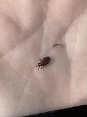 Microrhopala vittata