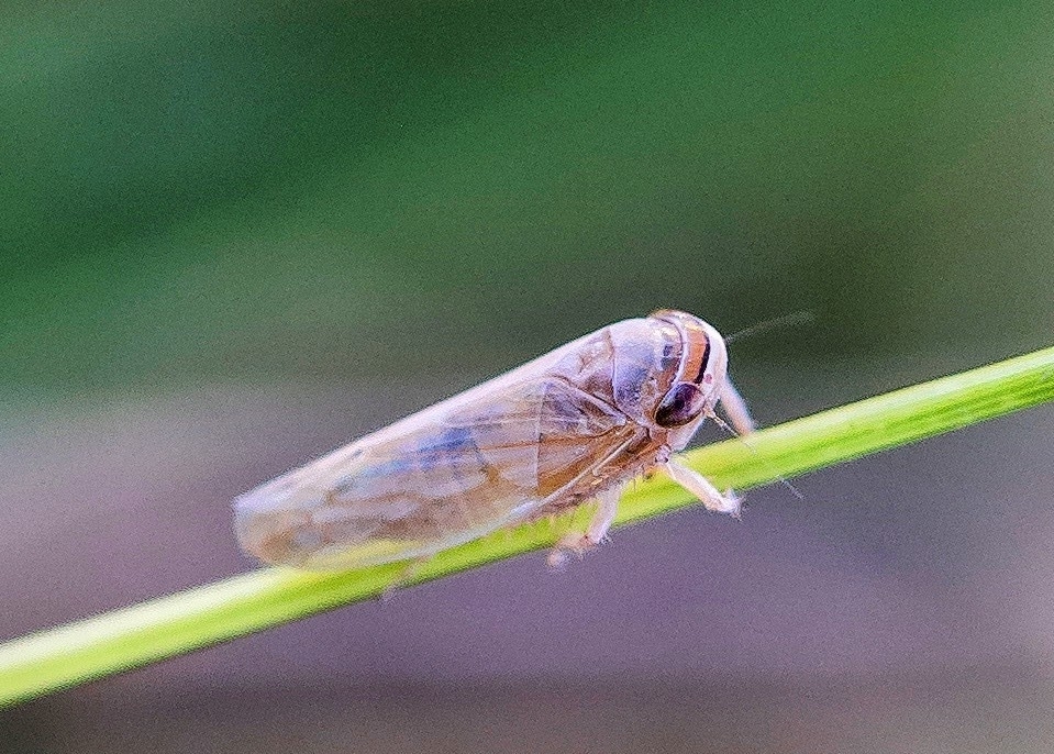 Exitianus capicola Insect Vectors of Plant Disease