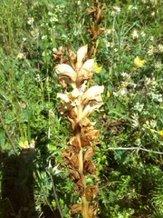 Orobanche caryophyllacea