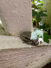 Hyla versicolor