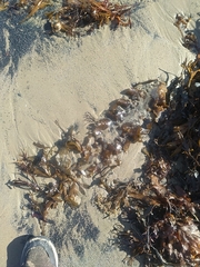 Saccharina latissima