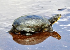 Emydoidea blandingii