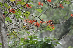 Erythrina variegata