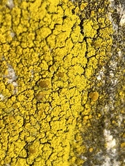 Candelariaceae