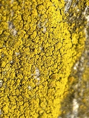 Candelariaceae