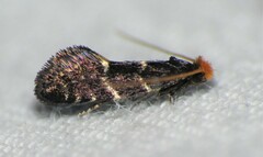 Eudarcia eunitariaeella