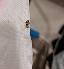 Paranapiacaba tricincta