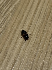 Dermestes carnivorus