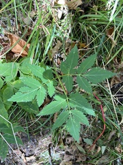 Angelica triquinata