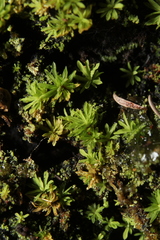 Calymperastrum latifolium