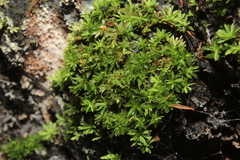 Calymperastrum latifolium