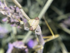 Archimantis sobrina
