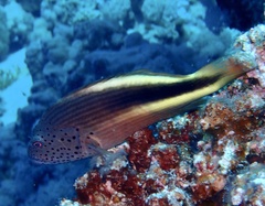 Paracirrhites forsteri