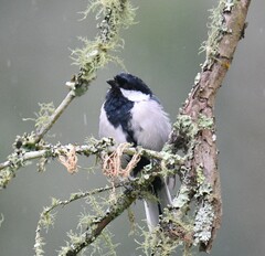 Parus cinereus