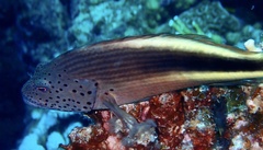 Paracirrhites forsteri