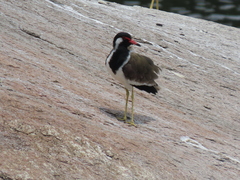 Vanellus indicus