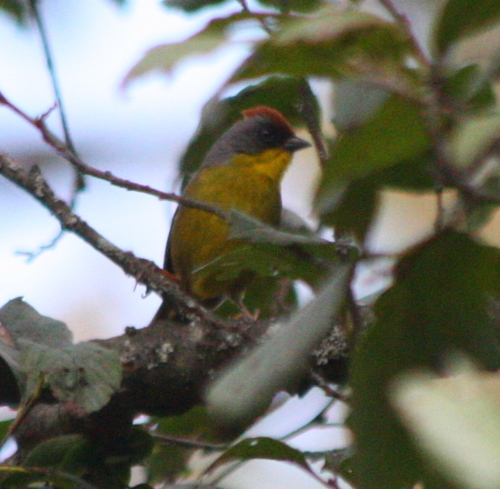 Rufous-capped Brushfinch (Atlapetes pileatus), photo 6