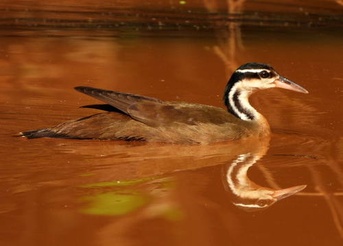 Sungrebe