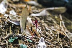 Corybas puniceus